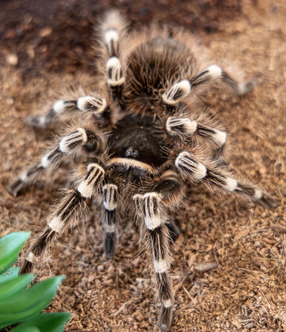 brazilian whiteknee tarantula